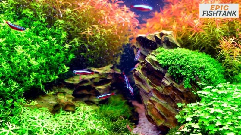About Epic Fish Tank - Aquarium