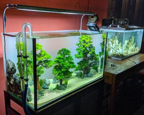 Aquarium Live Plants