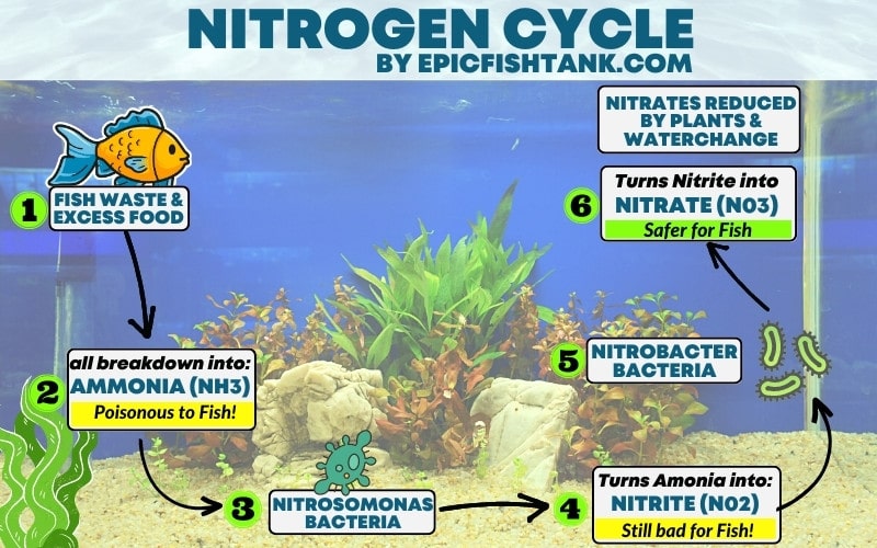 The Nitrogen Cycle Diagram in Aquariums
