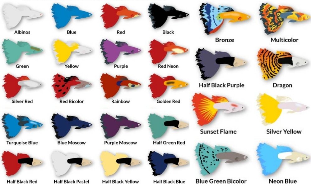 28 types of guppies colors - guppy fish care