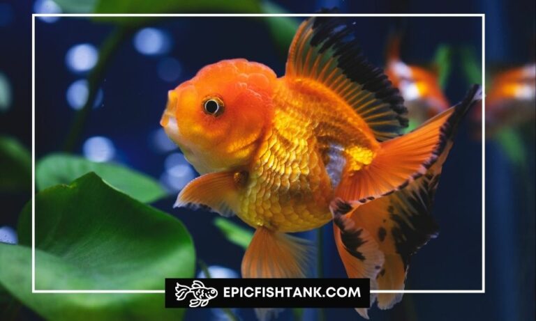 Goldfish Care for Beginners