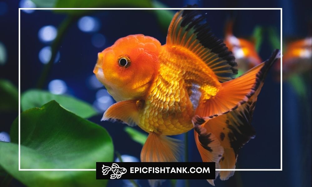 Goldfish Care for Beginners