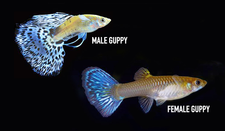 How to Identify Male and Female Guppies