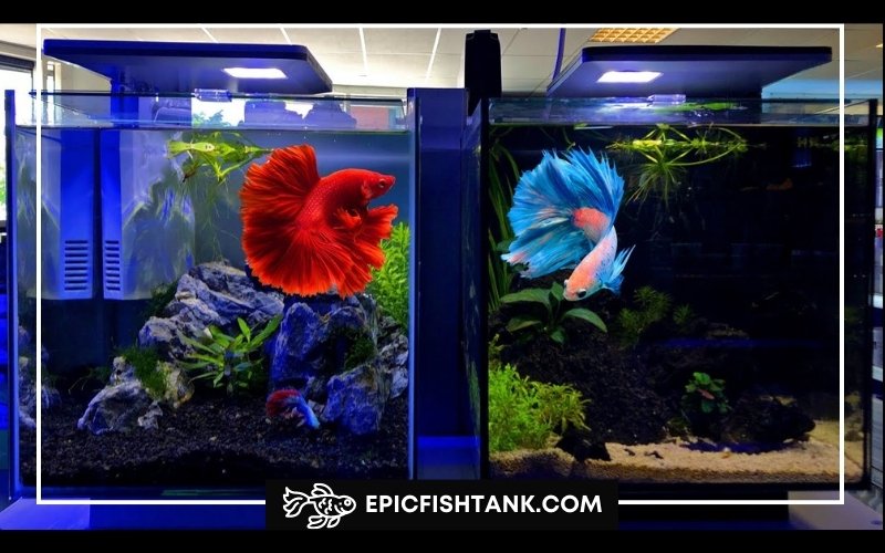 How to Set Up a Betta Fish Tank