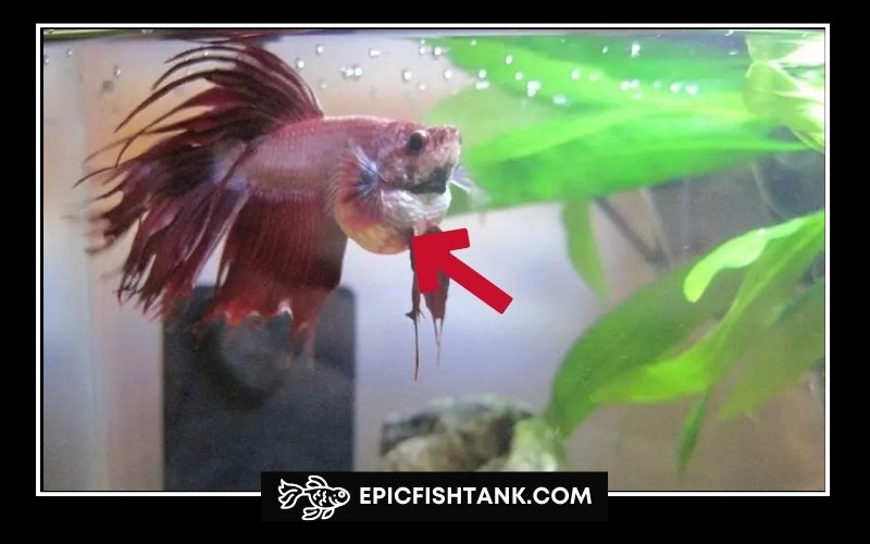 How to recognize signs of betta fish overfeeding