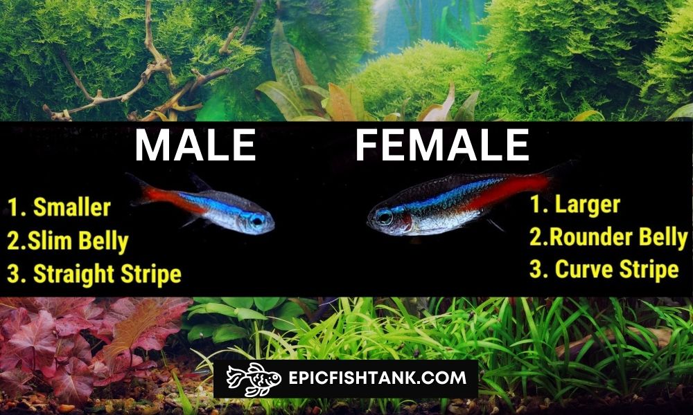 Male and Female Neon Tetra