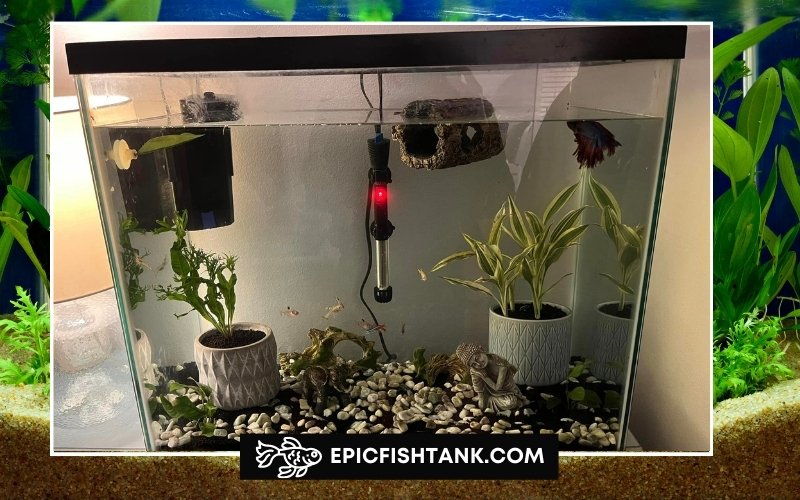 betta fish tank with heater and filter