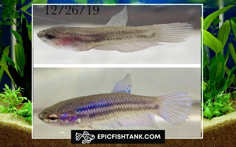 starving baby betta fish before and after