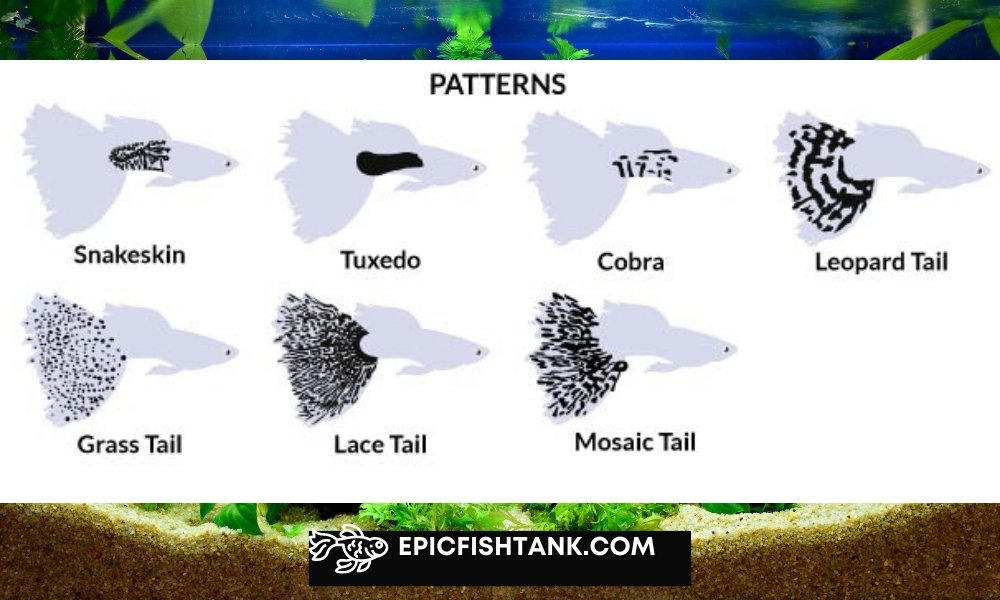 types of guppies based on patterns