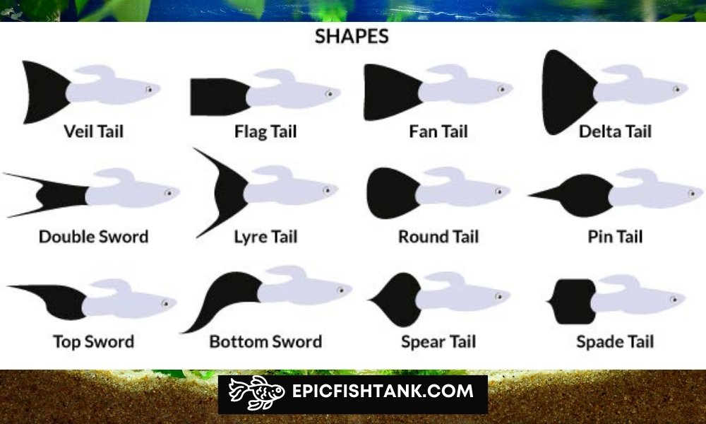 types of guppies based on tails