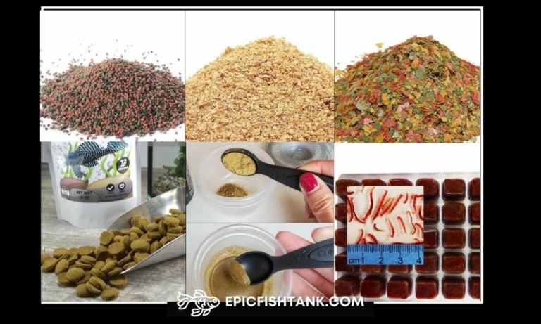6 Types Commercial Fish food for Freshwater Fish