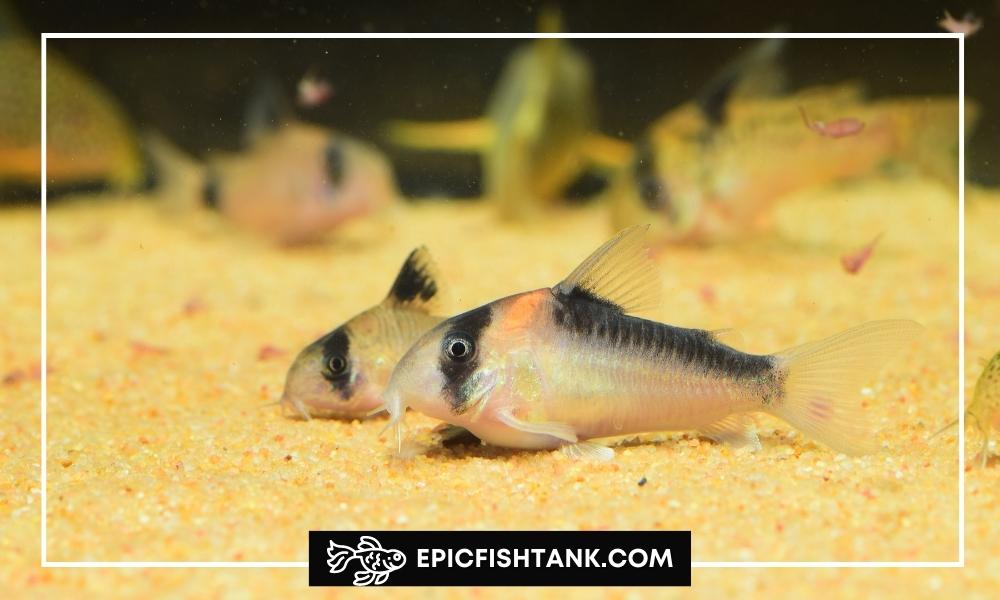 Corydoras Catfish - Bottom-Feeding Freshwater Fish
