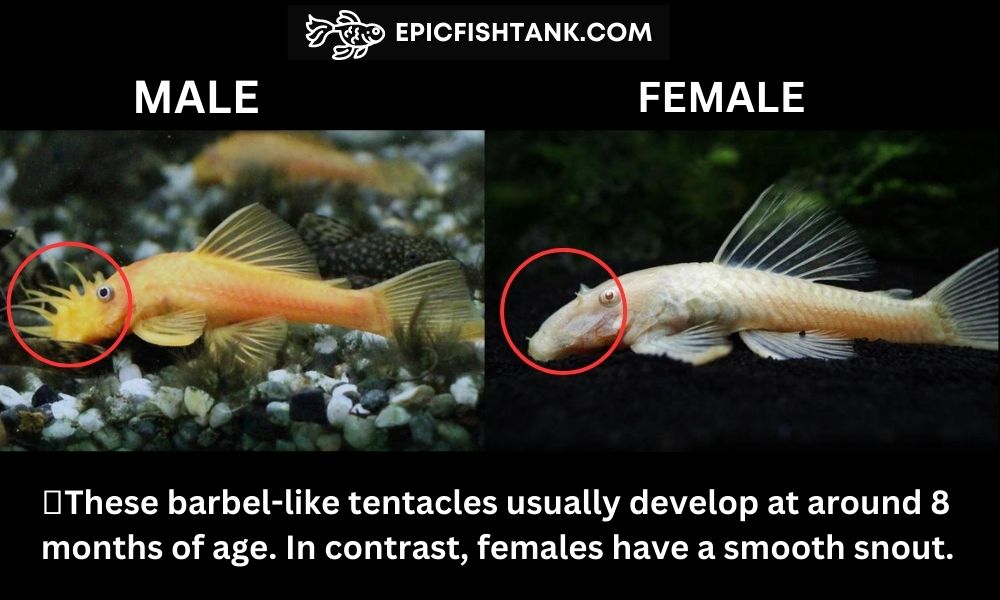 Difference Between Male and Female Bristlenose Plecos