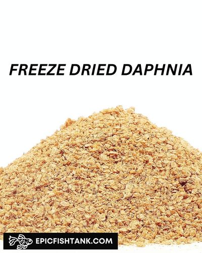 Freeze Dried daphnia - one type of Commercial Fish Foods
