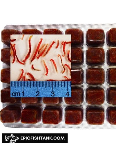 Frozen bloodworm - one type of Commercial Fish Foods