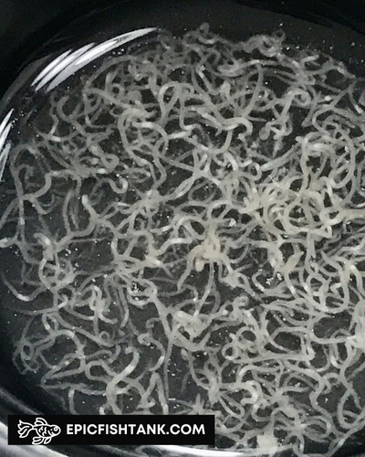 Grindal Worms - Live Food for Fish