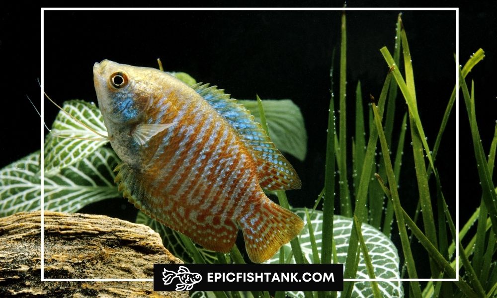Male Dwarf Gourami Fish
