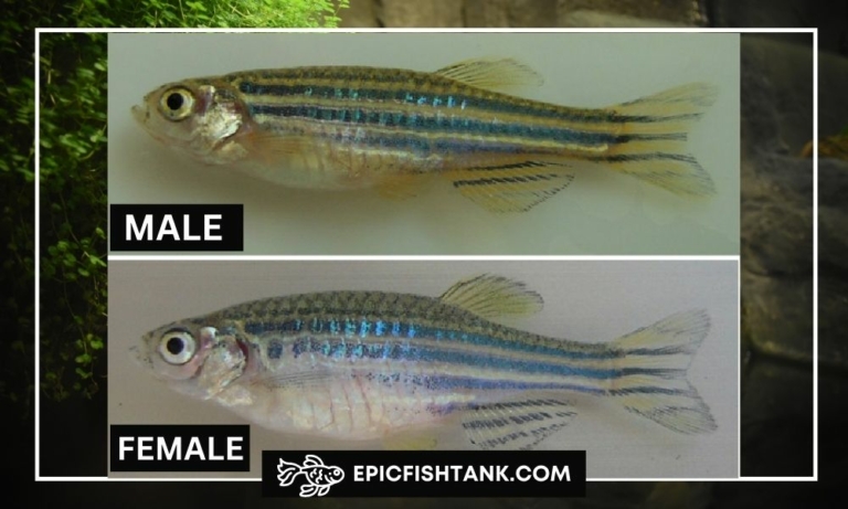 Zebra Danio Care: Mastering the Basics! - Epic Fish Tank