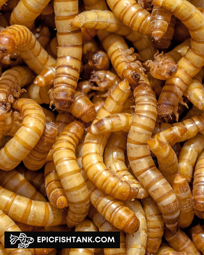 Mealworms - Live Food for Fish