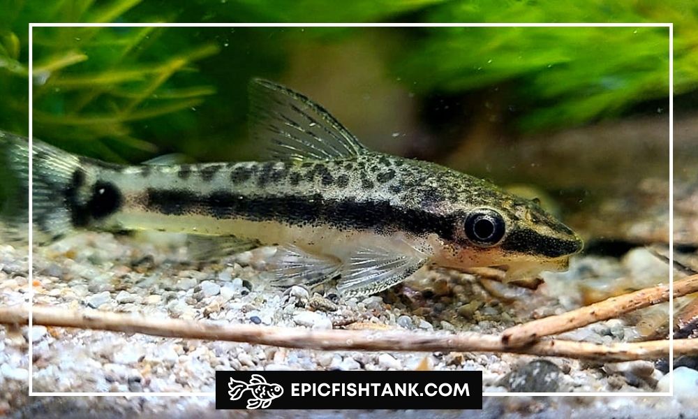 Otocinclus Catfish - Bottom-Feeding Freshwater Fish