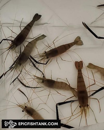 River Shrimps  - Live Food for Predator Fish