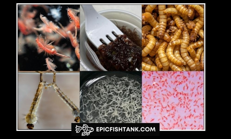 Types of Live Food For Fish