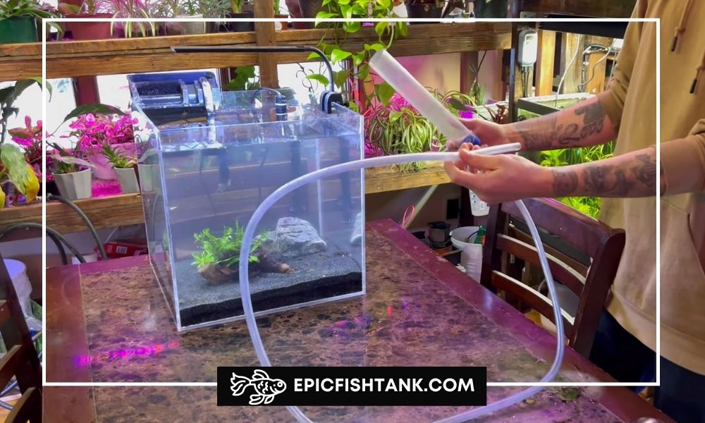 Use an aquarium siphon or gravel vacuum to remove debris and waste from the substrate
