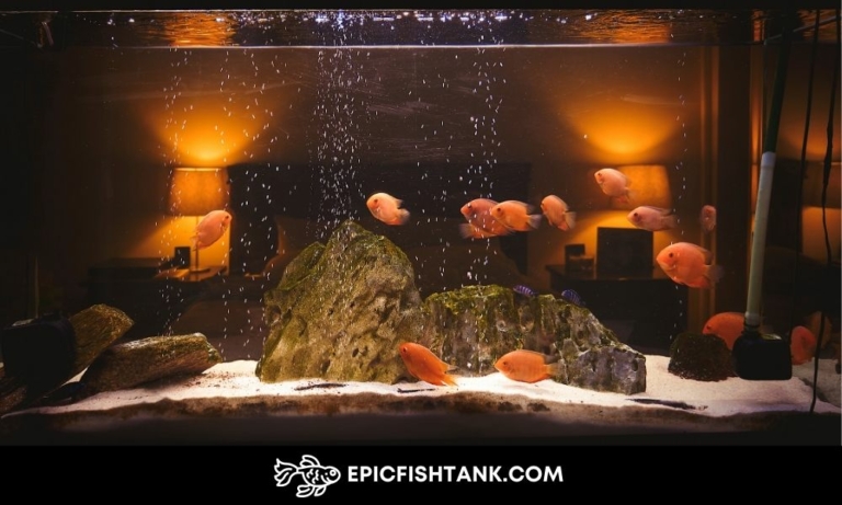 Fish Tank Knowledge: How Much Does a Gallon of Water Weigh