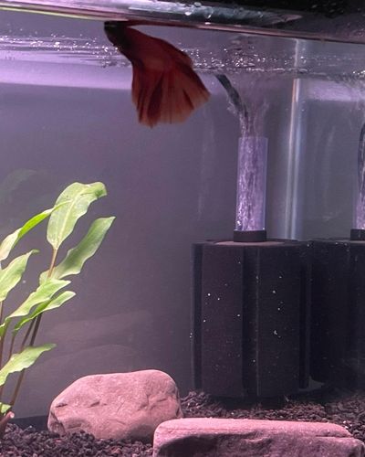 betta fish staying at top of tank