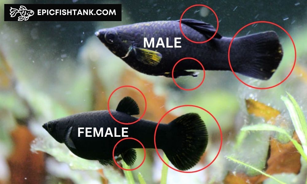 black molly fish male and female