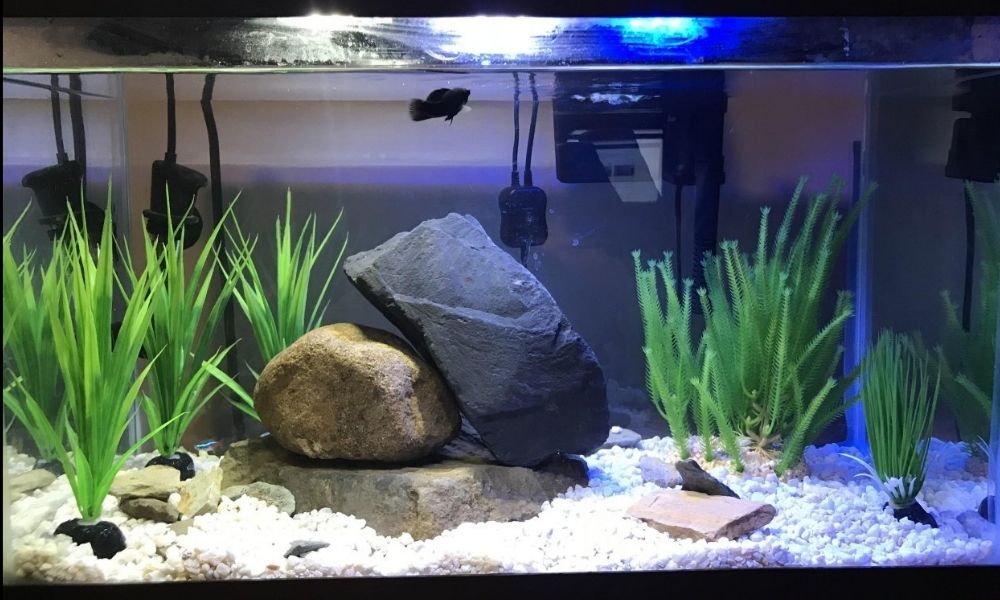 black molly fish tank