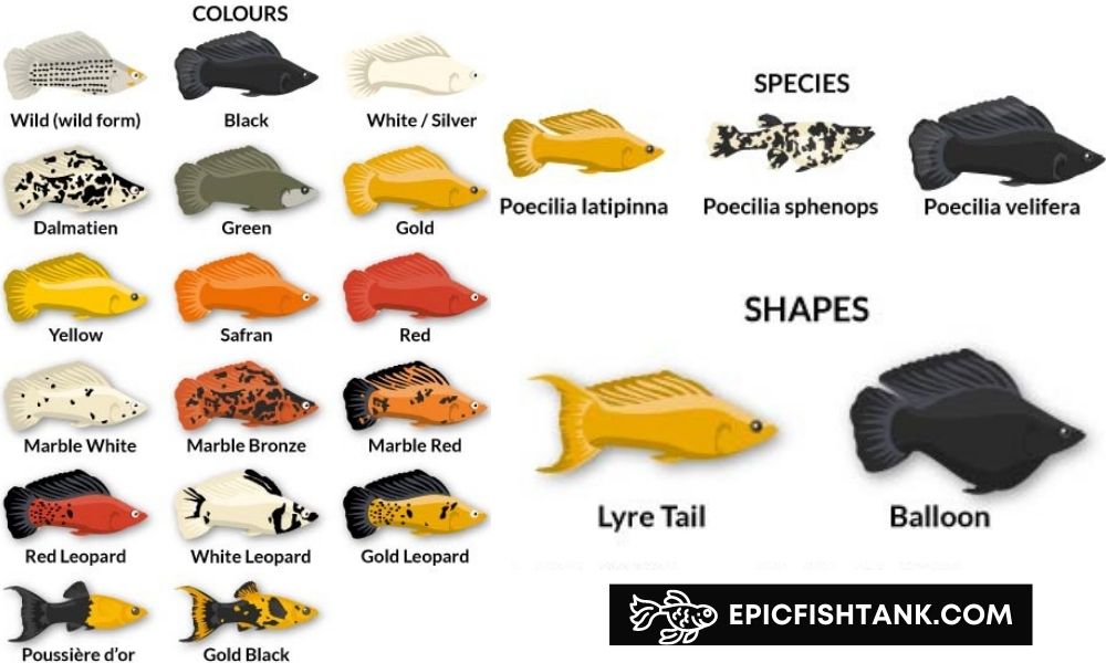 different types of molly fish