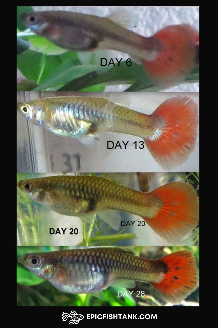 guppy fish pregnancy cycle from day 6 to day 28