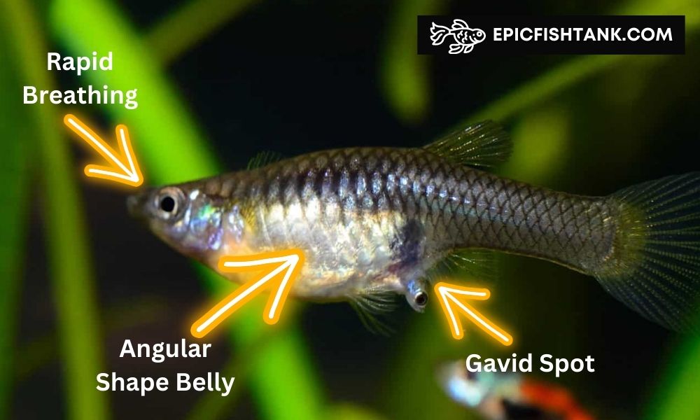 what does a pregnant guppy look like